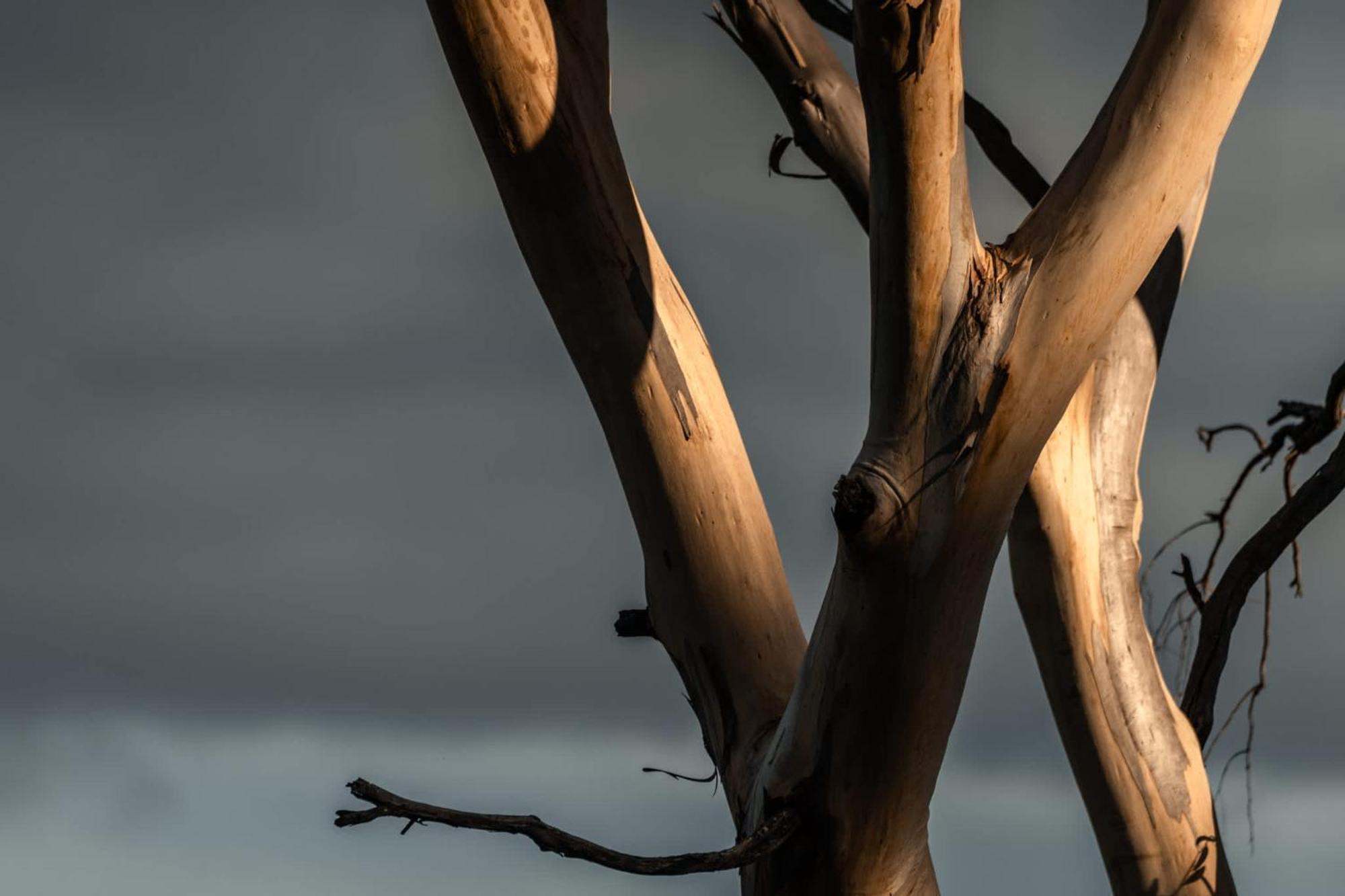 Numie - Freycinet Peninsula - Glamping - Heated - Waterfront Coles Bay Exterior foto
