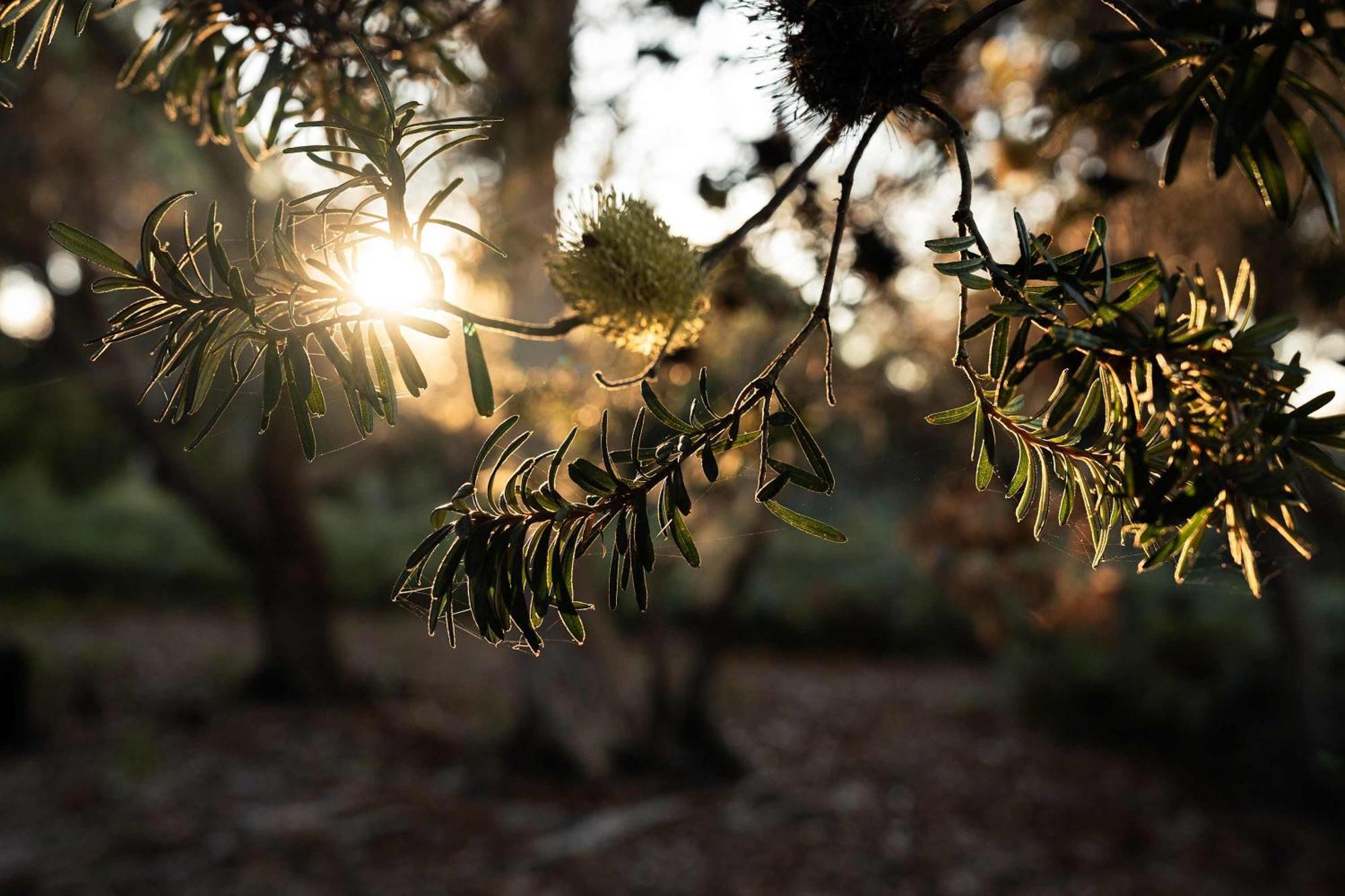 Numie - Freycinet Peninsula - Glamping - Heated - Waterfront Coles Bay Exterior foto