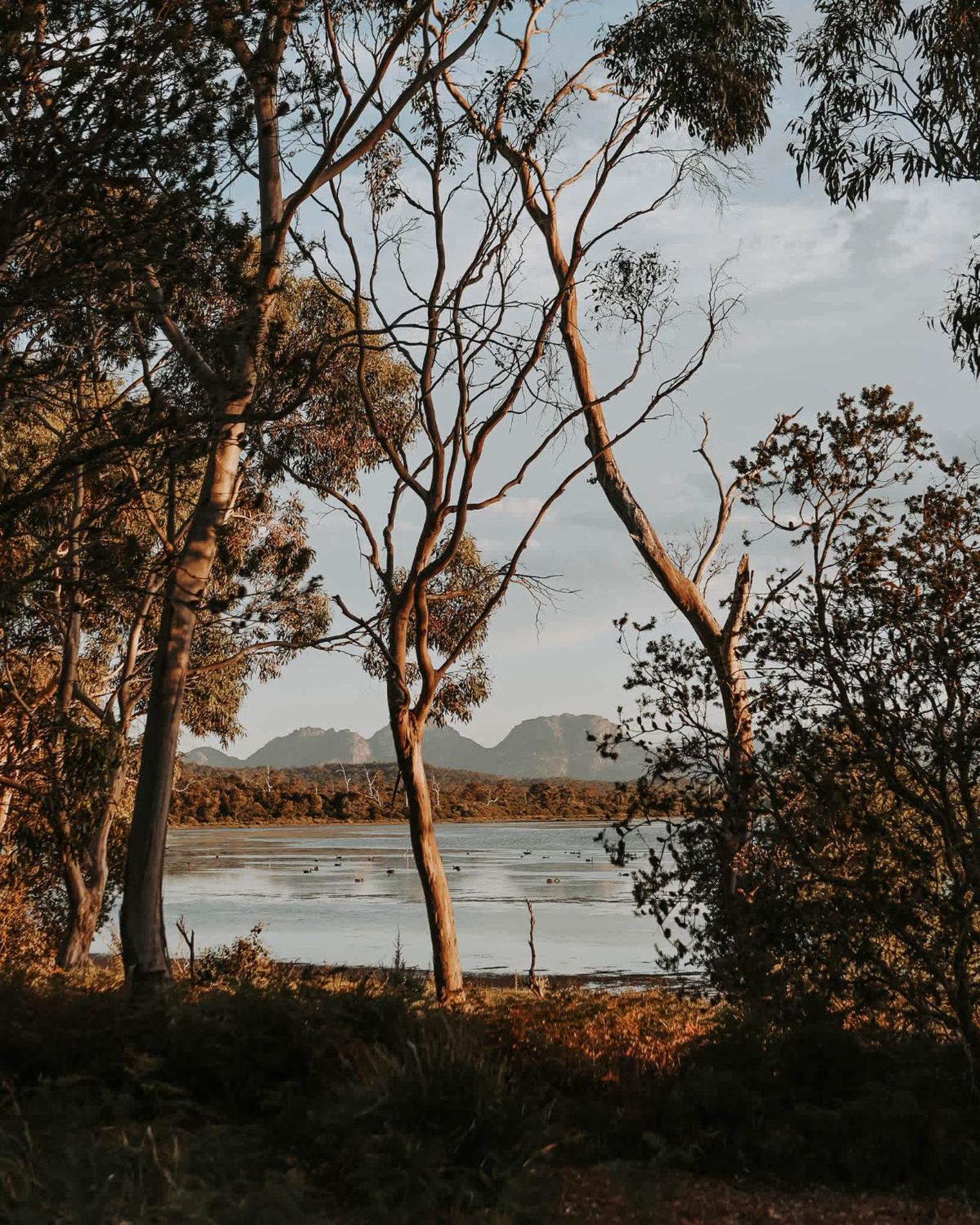 Numie - Freycinet Peninsula - Glamping - Heated - Waterfront Coles Bay Exterior foto
